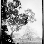 Cover image for Photograph - house, unidentified [two story in country, with large gum tree]  [glass plate]