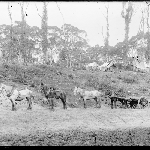 Cover image for Photograph - Camp site in bush with team of horses and dray showing tents and hut [glass plate]