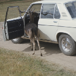 Cover image for Photograph - Ross - Deer Park - deer beside a car