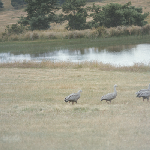 Cover image for Photograph - Ross - Deer Park - Cape Barren Geese
