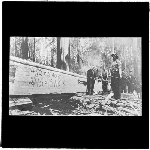 Cover image for Photograph - glass lantern slide - Timber industry - large piece of timber - 15ft x 75ft x 110ft? - timber fellers in view - location unidentified