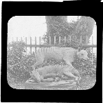 Cover image for Photograph - glass lantern slide - Tasmanian Tiger (Thylacine) - carved statue of two tigers, one with cubs - unknown location - 'Tasmanian Series by J. W. Beattie - No 145a"