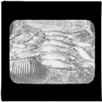 Cover image for Photograph - glass lantern slide - Fishing - "fish caught at Great Lake" - May 1895 - 53 fish, weight 470 pound"