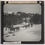Cover image for Photograph - Waldheim, Cradle Mountain -  Bob Quaile's eight horse team in the snow at front of chalet / Fred Smithies [lantern slide]