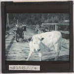 Cover image for Photograph - Scene on wooden bridge with cow, motor cycle and F. Smithies (?) obscured, West Coast (?) / Fred Smithies [lantern slide]