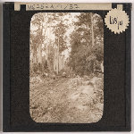 Cover image for Photograph - Vehicle on very rough bush track among tall gum trees / Fred Smithies [lantern slide]
