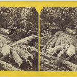 Cover image for Photograph - Fern Trees, Hobart- S Clifford Hobart