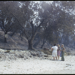 Cover image for Photograph - Bushfires 1967 - Remains Boatshed