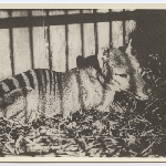 Cover image for Photograph - Tasmanian tiger / Photographer - J A Fletcher [On reverse 'Tasmanian Tiger Mrs Roberts had']