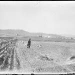 Cover image for Photograph - Man in field, Sorell (looking north-west, showing Scots Presbyterian Church and the old windmill in the background) [Glass negative - Richmond and Sorell]