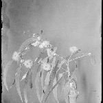 Cover image for Photograph - Glass negative - Gum blossoms