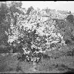 Cover image for Photograph - Glass negative - Blossoms