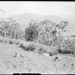 Cover image for Photograph - Glass negative - Mt Wellington [dog on hillside, Mt Wellington in distance]