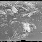 Cover image for Photograph - Glass negative - Mt Wellington [waterfall Fern Tree?]