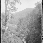 Cover image for Photograph - Glass negative - Williamsford and Burnie