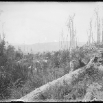 Cover image for Photograph - Glass negative - Bush [evidence of past bush fire]