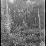 Cover image for Photograph - Glass negative - Ferns