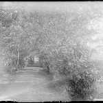 Cover image for Photograph - Glass negative - Laneway [driveway through avenue of trees and shrubs to front gate]