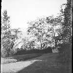 Cover image for Photograph - Glass negative - Meadow