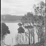 Cover image for Photograph - Glass negative - Forest [trees on river? Bank]