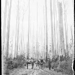 Cover image for Photograph - Glass negative - Horse  and cart [man and woman with horse and cart in burnt out forest]