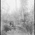 Cover image for Photograph - Glass negative - Adventure Bay. Bushland