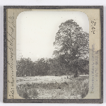 Cover image for Photograph - Glass slide - Cider trees on way to Great Lake / J W Beattie Tasmanian Series 298a