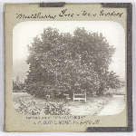Cover image for Photograph - Glass slide - Mulberry tree / J W Beattie Tasmanian Series 698b