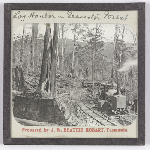 Cover image for Photograph - Glass slide - Log hauling in Geeveston forest / prepared by J.W. Beattie, Hobart