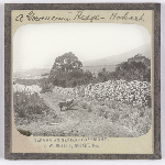 Cover image for Photograph - Glass slide - Geranium hedge, Hobart