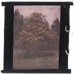 Cover image for Photograph - Glass slide - Acacia in bloom  (colour)