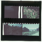 Cover image for Photograph - Glass slide - Composite - 3 35mm transparencies (colour)