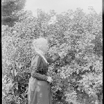 Cover image for Photograph - Negative - Looking at leaf [woman in garden admiring shrubs]