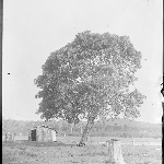 Cover image for Photograph - Negative - Backyard [tree and shed in paddock] [non-Tasmanian ?]