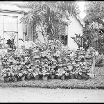 Cover image for Photograph - Negative - Gardening [man with potted flowers]