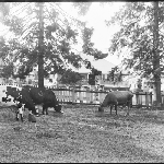 Cover image for Photograph - Negative - Cattle