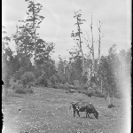 Cover image for Photograph - Glass negative - Mount Wellington [cattle grazing]