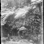 Cover image for Photograph - Glass negative - Mount Wellington [man standing among ferns]