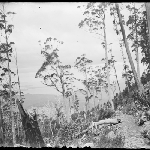 Cover image for Photograph - Glass negative - Mount Wellington [view of river from mountain track]