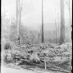 Cover image for Photograph - Glass negative - South Bruny Island lighthouse [regeneration after wildfire - unidentified area]