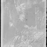 Cover image for Photograph - Glass negative - South Bruny Island lighthouse [man standing in rainforest beside stream]