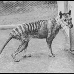 Cover image for Photograph - Transparency - Thylacine at Beaumaris zoo  [note - prints at items NS4371/1/754 and NS4371/1/4]