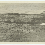 Cover image for Photograph - Seals on Reeds Rocks South of King Island / M F Nichols, Burnie (photographer) stamp on reverse