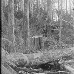 Cover image for Photograph - Unidentified - [tree felling]
