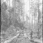 Cover image for Photograph - Unidentified - [building railway]