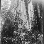 Cover image for Photograph - Baby G and big tree W.40 [two children standing in front of very large tree]