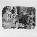 Cover image for Photograph - Photograph of animal at Weedington, Oatlands