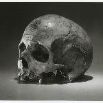 Cover image for Photograph - The skull of PEARCE, Alexander, which is held in the University of Pennsylvania, Philadelphia