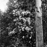 Cover image for Photograph - Dogwood or musk tree, Springfield - photo by Ada Fletcher