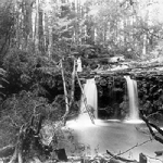 Cover image for Photograph - Photograph, b&w; of water-falls and fernery, Cooee Creek; c. 1900.